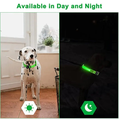 Collier de chien lumineux