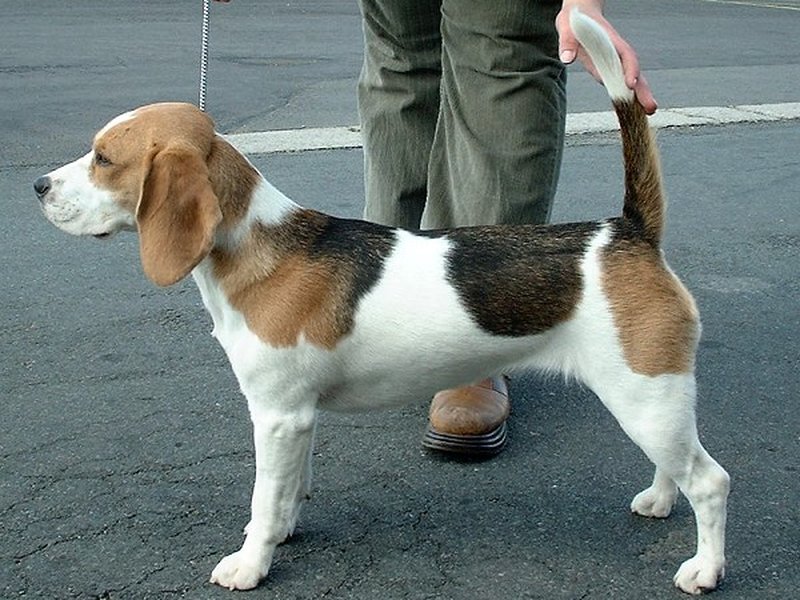 A happy tricolor Beagle with floppy ears standing in a sunny park