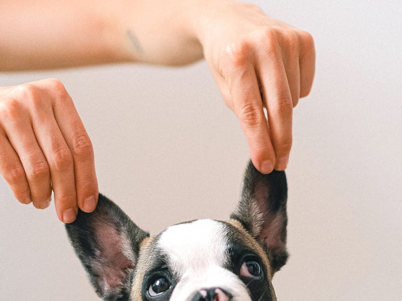 A fawn French Bulldog sitting on a couch with an alert, happy expression and signature bat ears