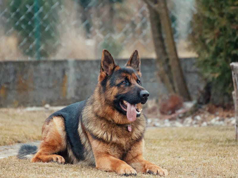 A noble German Shepherd standing alert in a grassy field with ears perked forward