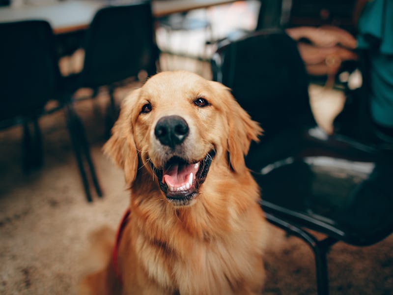 A happy Golden Retriever sitting in a grassy field with a warm smile