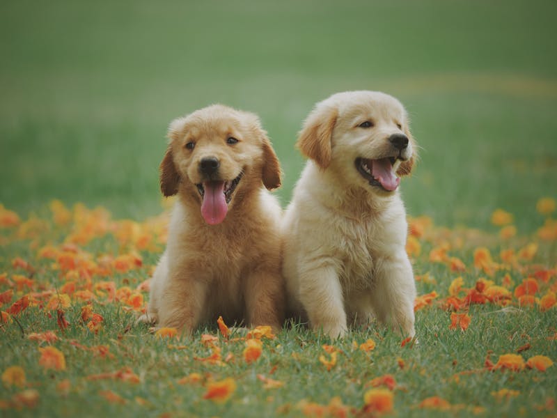 A happy yellow Labrador Retriever sitting outdoors in a grassy field