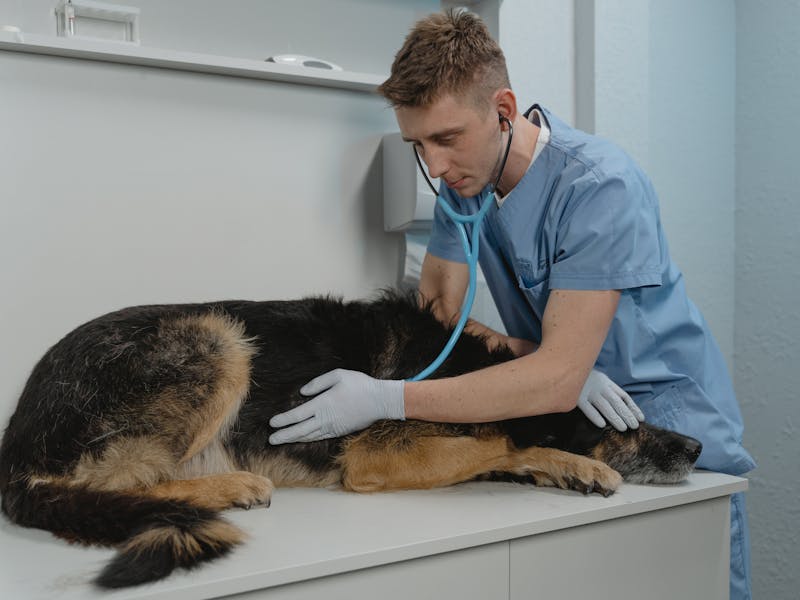 A veterinarian examining a dogs teeth during a dental checkup