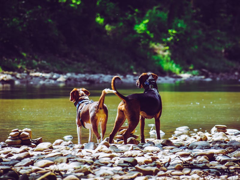 Various dog breeds exercising together in a park with owners walking and playing fetch