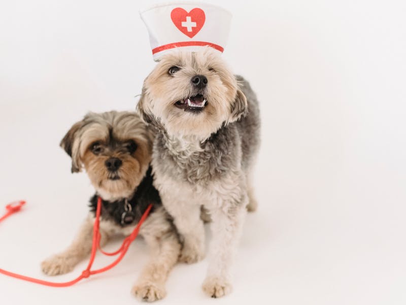 Puppy sitting calmly inside an open wire crate with a cozy bed
