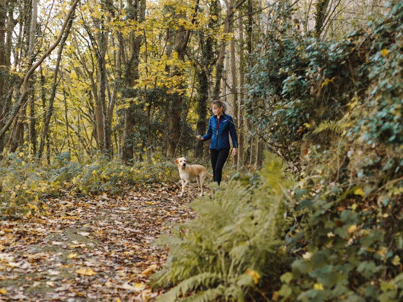 Dog wearing a harness hiking on a scenic mountain trail with its owner