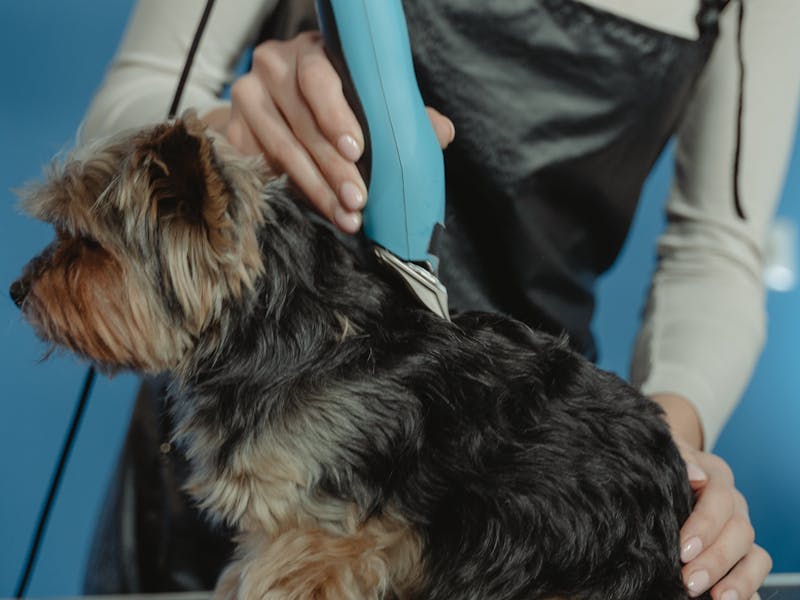 Collection of essential puppy supplies including food bowl, leash, toys, and crate